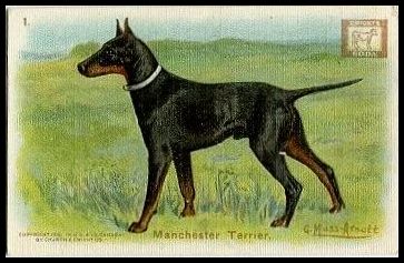 1 Manchester Terrier